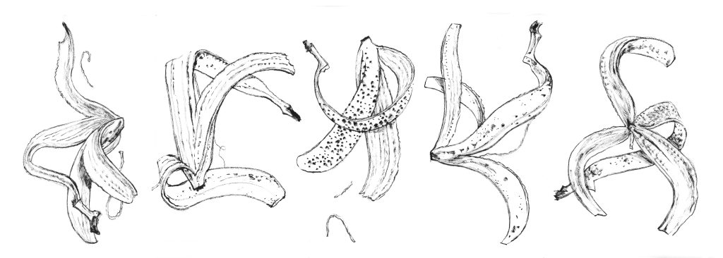 Cinq des 365 peaux de bananes dessinées par Rémi Courgeon à chaque petit-déjeuner pendant un an !